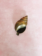 Load image into Gallery viewer, Brass Shell Ashtray