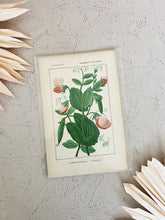 Load image into Gallery viewer, Pink Buds Print