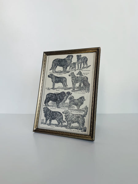 Full Page Framed Dog Lithograph