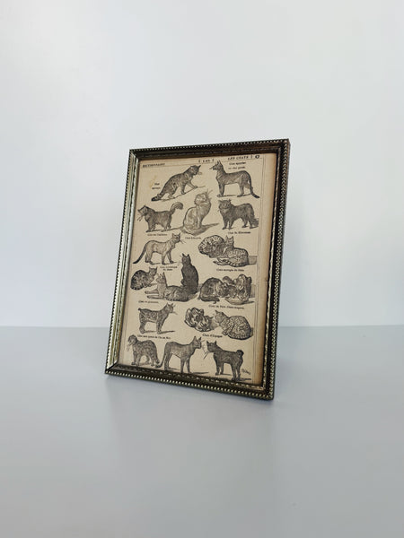Ornate Frame Cat Lithograph