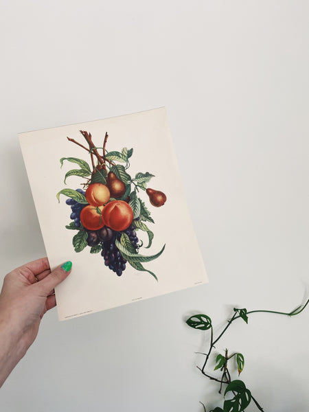 Vintage Pear and Peach Print