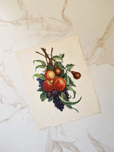 Load image into Gallery viewer, Vintage Pear and Peach Print
