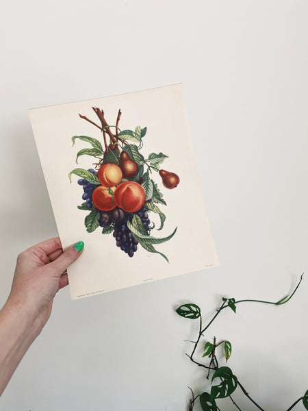 Vintage Pear and Peach Print