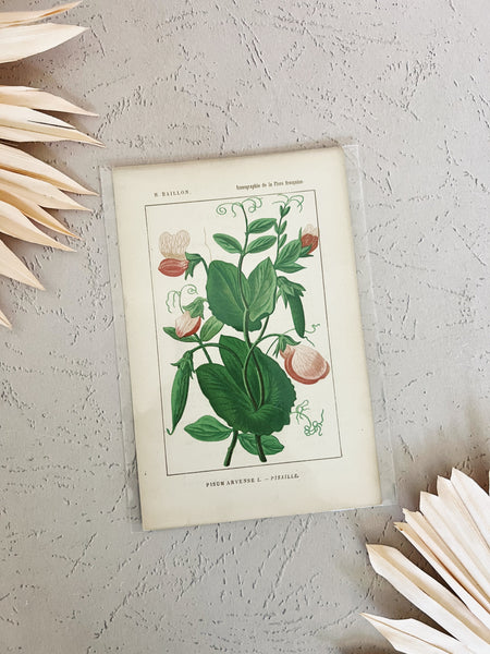 Pink Buds Print