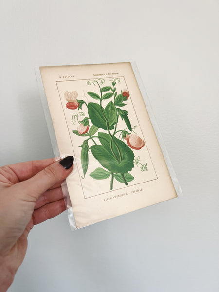 Pink Buds Print